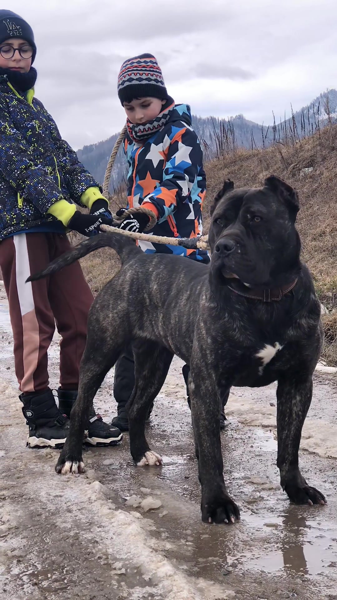 @Presa Canario Varro Bull