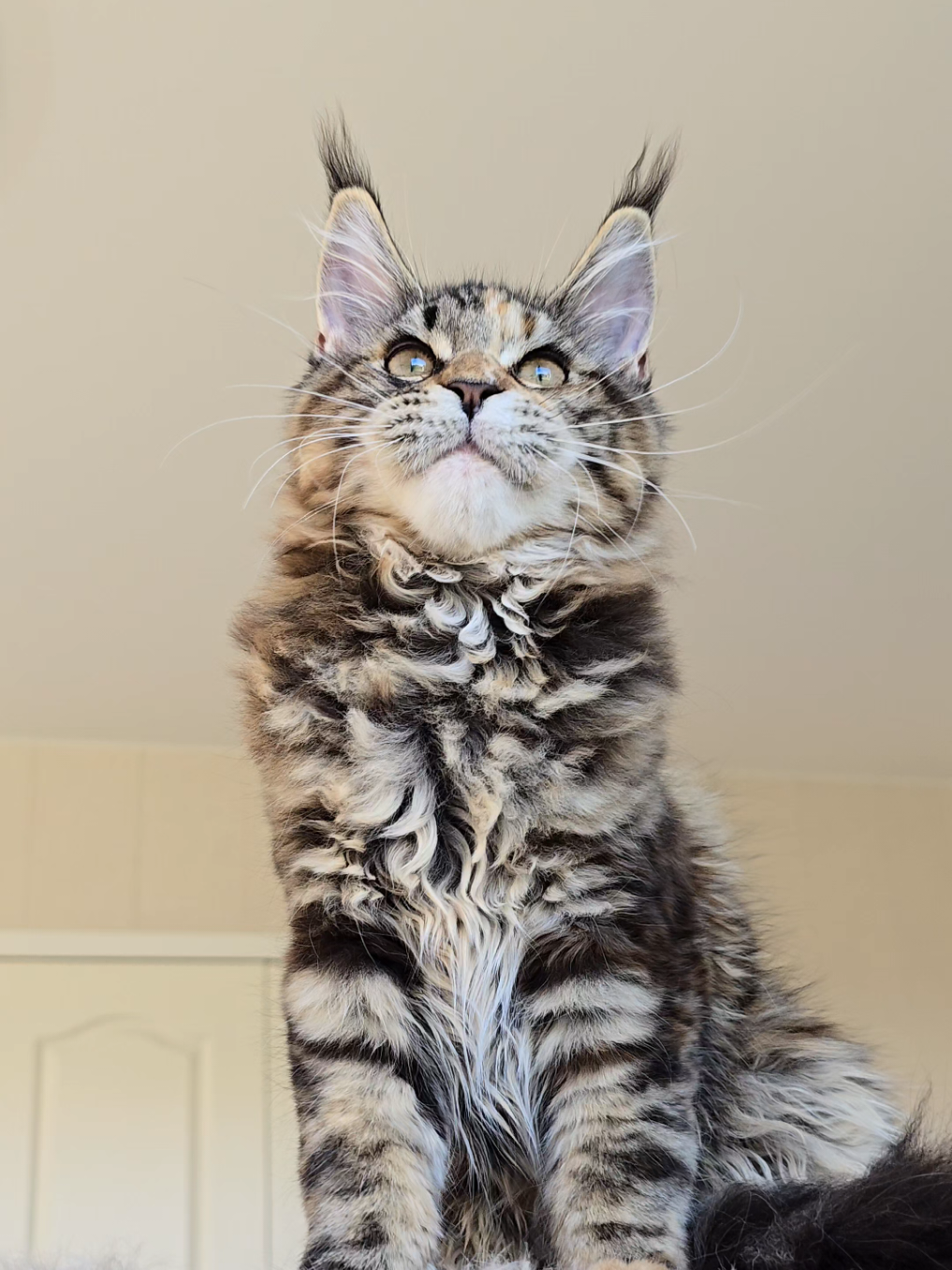 @Maine Coon Cattery Forest Rich