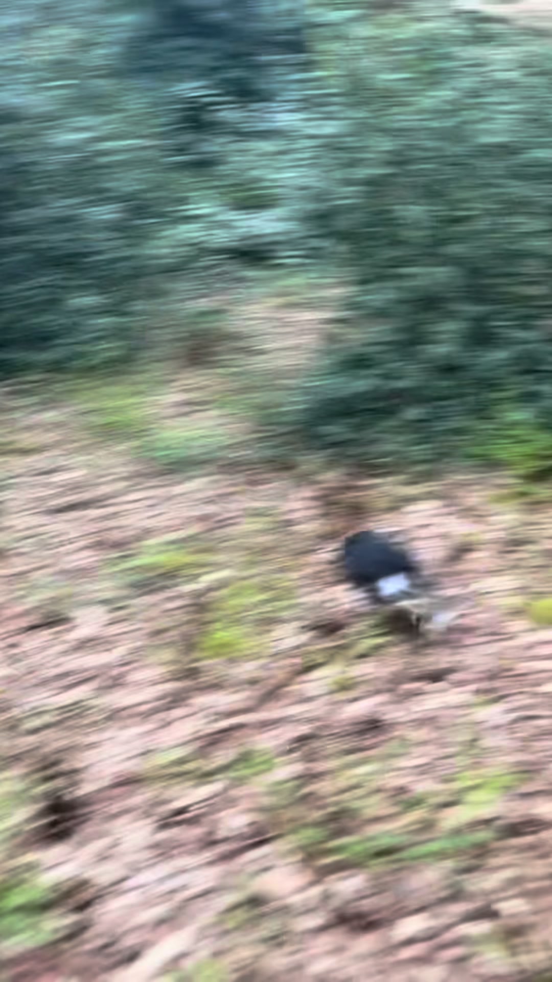 @Trails For Tails Dog Training