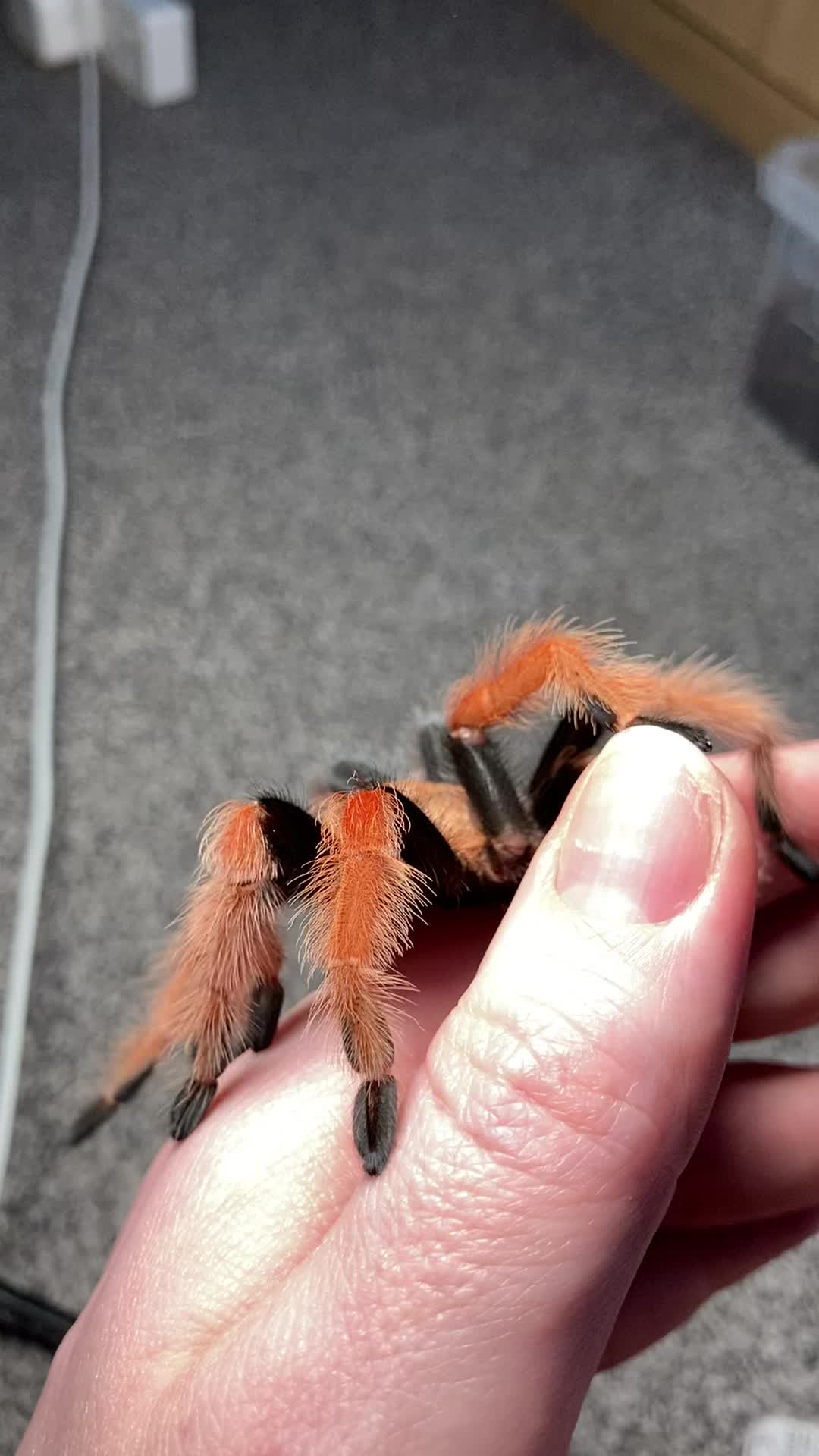 @🕷️𝓛𝓪𝓭𝔂𝓢𝓬𝓪𝓻𝓮🕷️