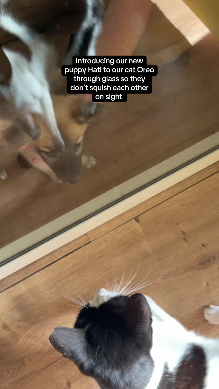 @Fenrir