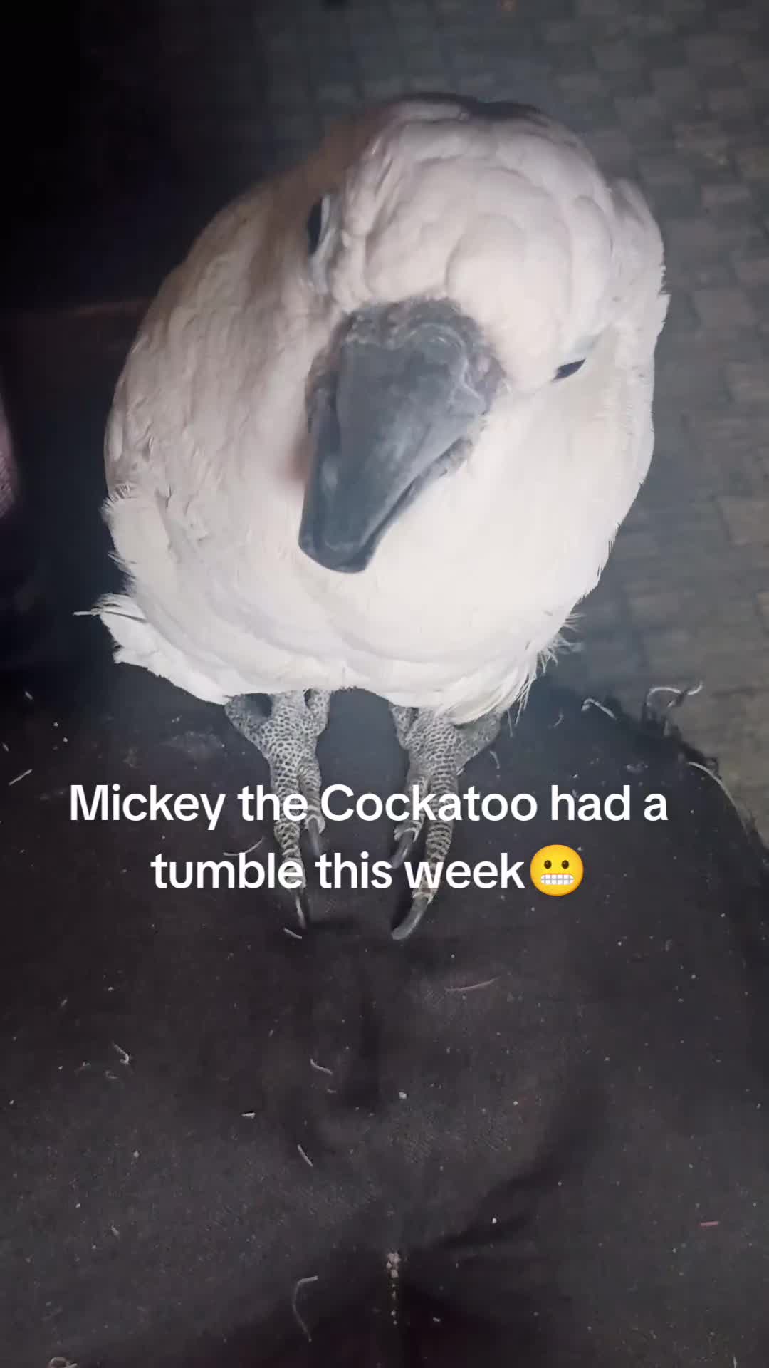 @Suzy the Cockatoo