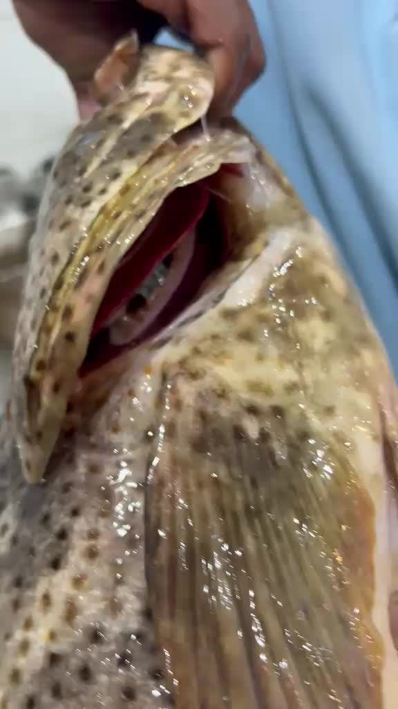 @مطعم القوز للأسماك.الدرب🧿