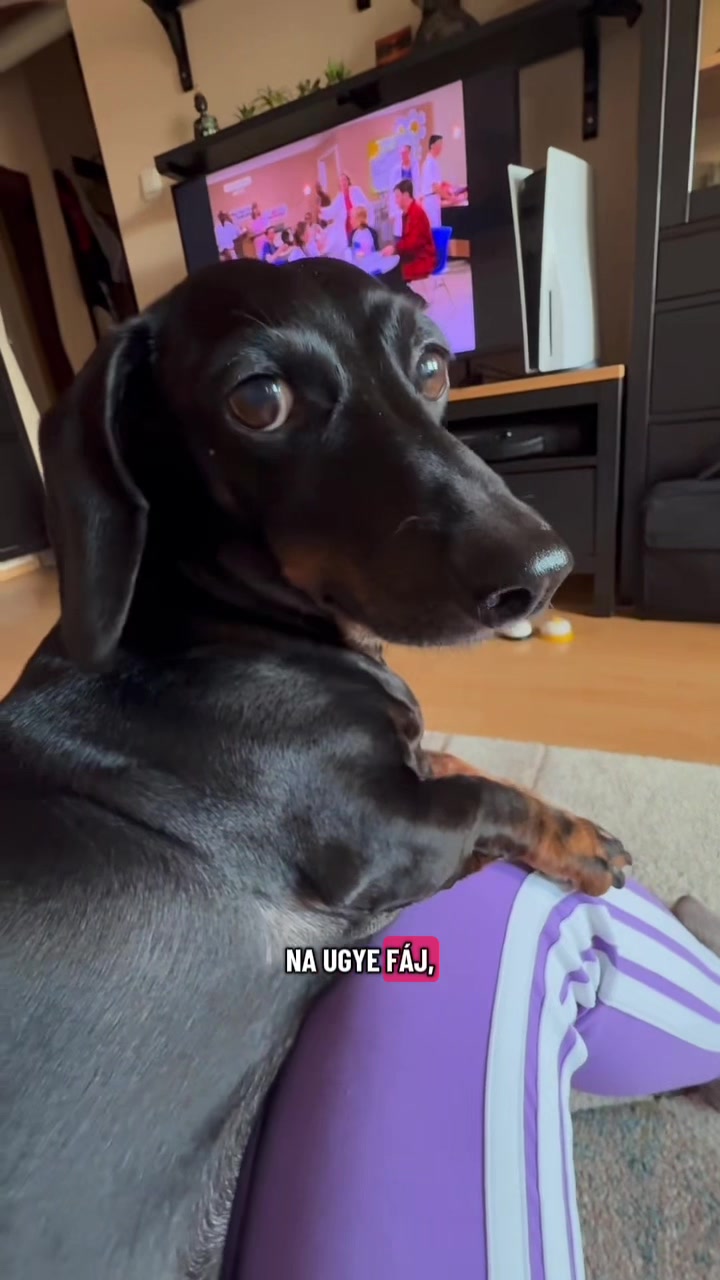 @🐾 Pajti kalandjai 🐾