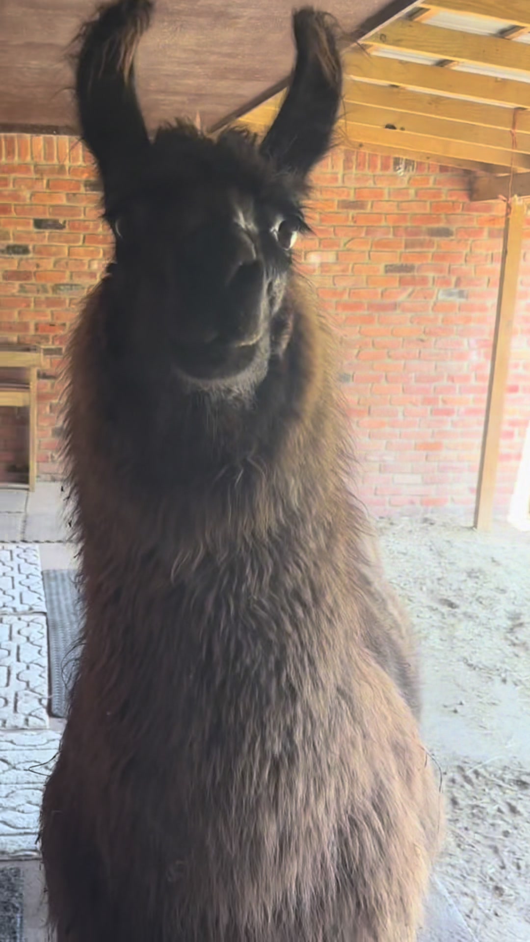 @The Packing Llamas