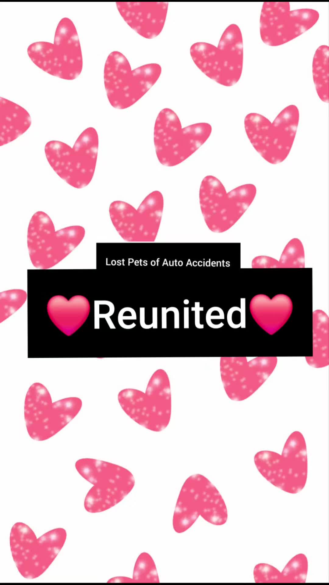 @Lost Pets of Auto Accidents