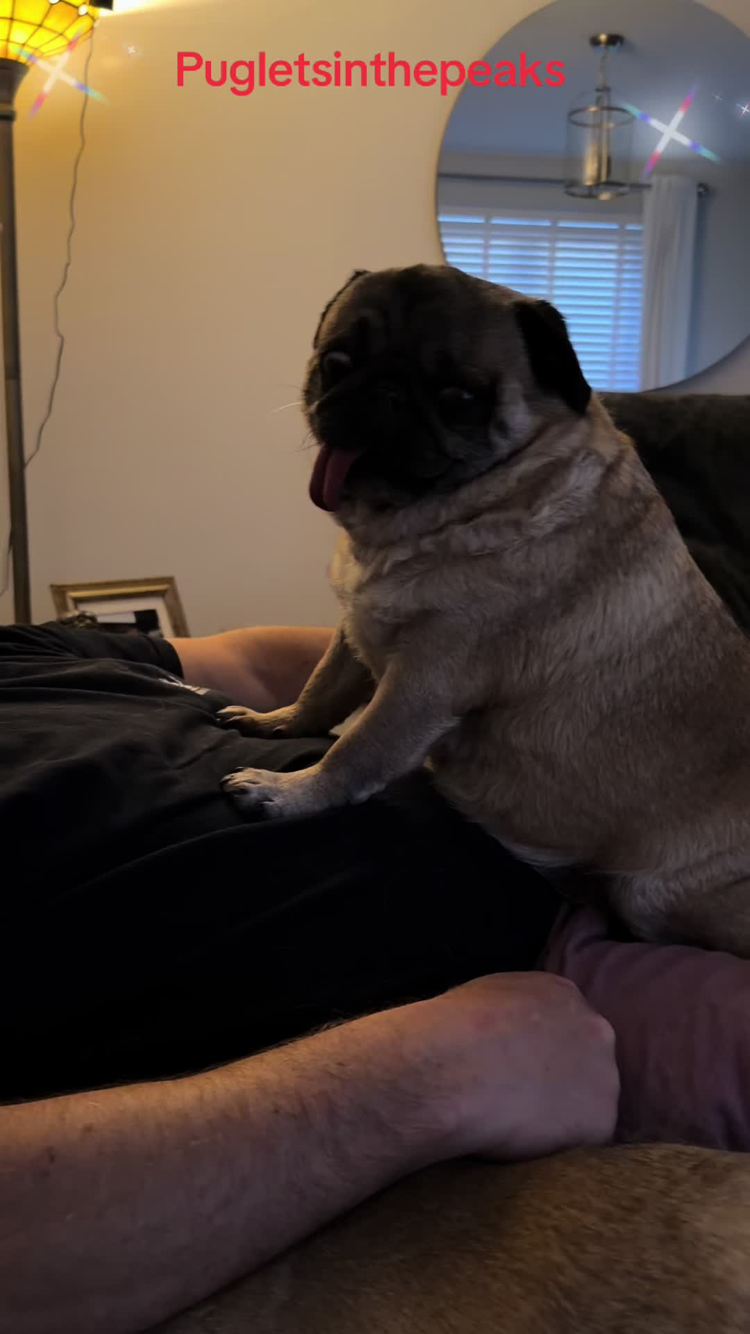 @Puglets in the peaks