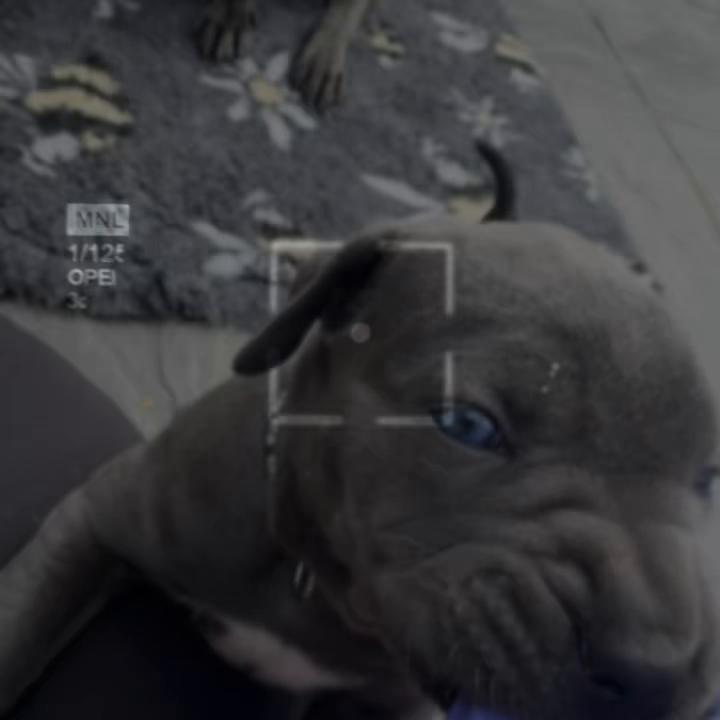 @Cane Corso PatoSquad