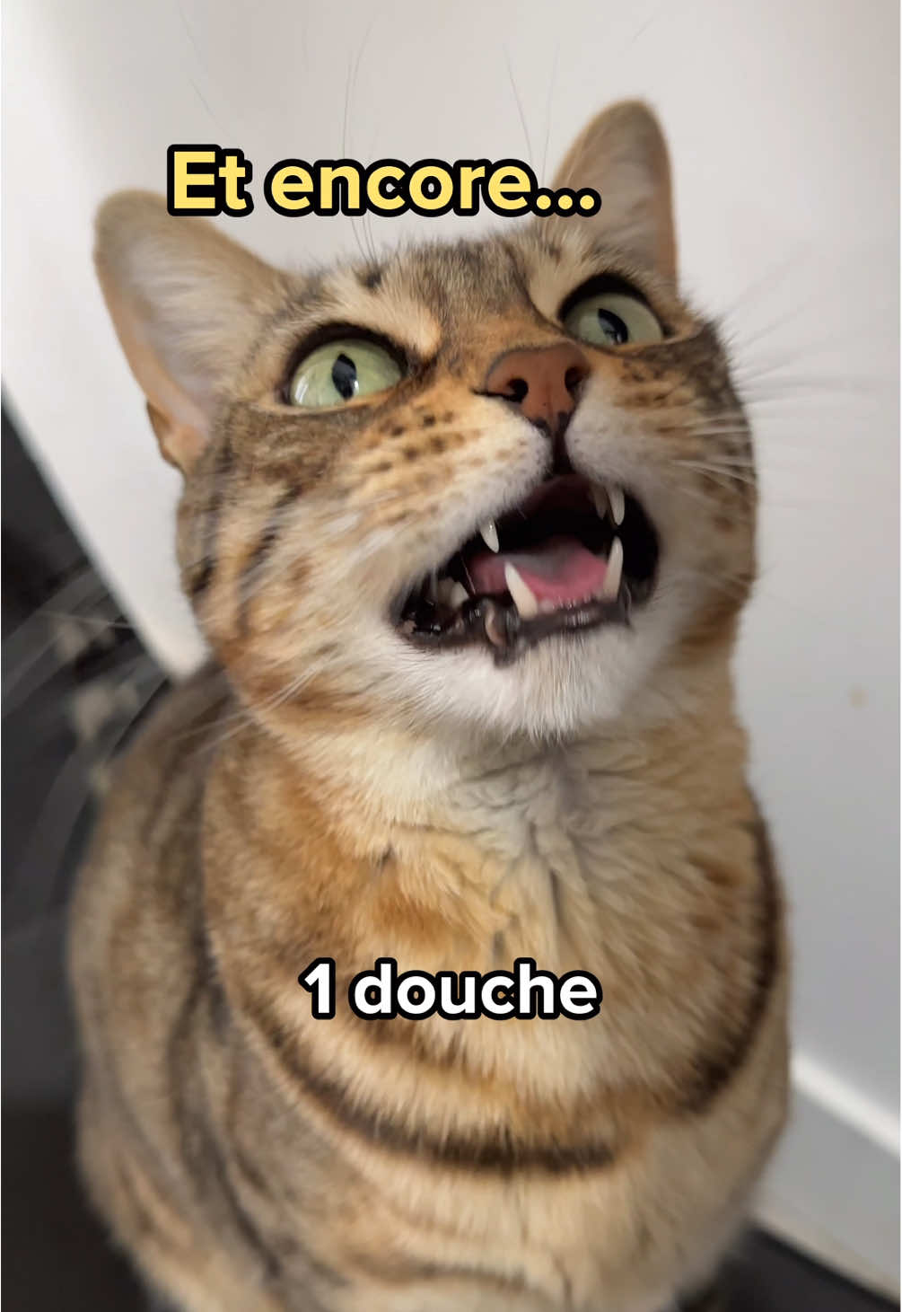 @Ricki the Bengal