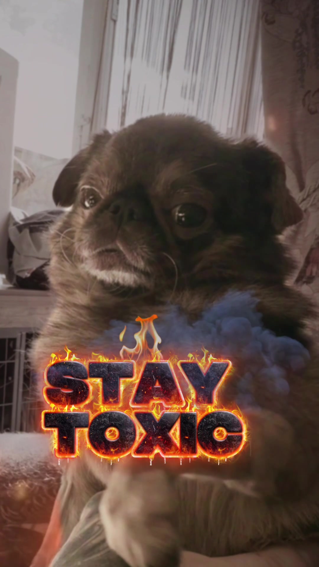 @ChilliThePug