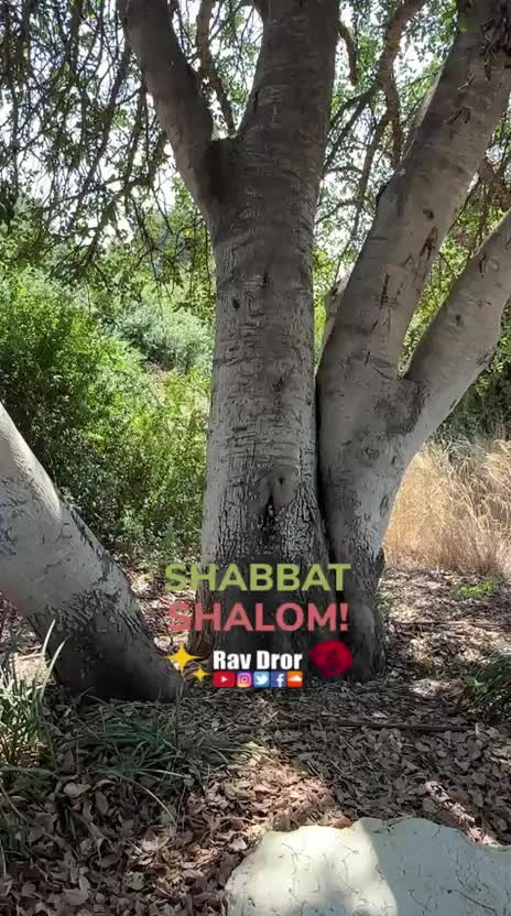 @Rav Dror