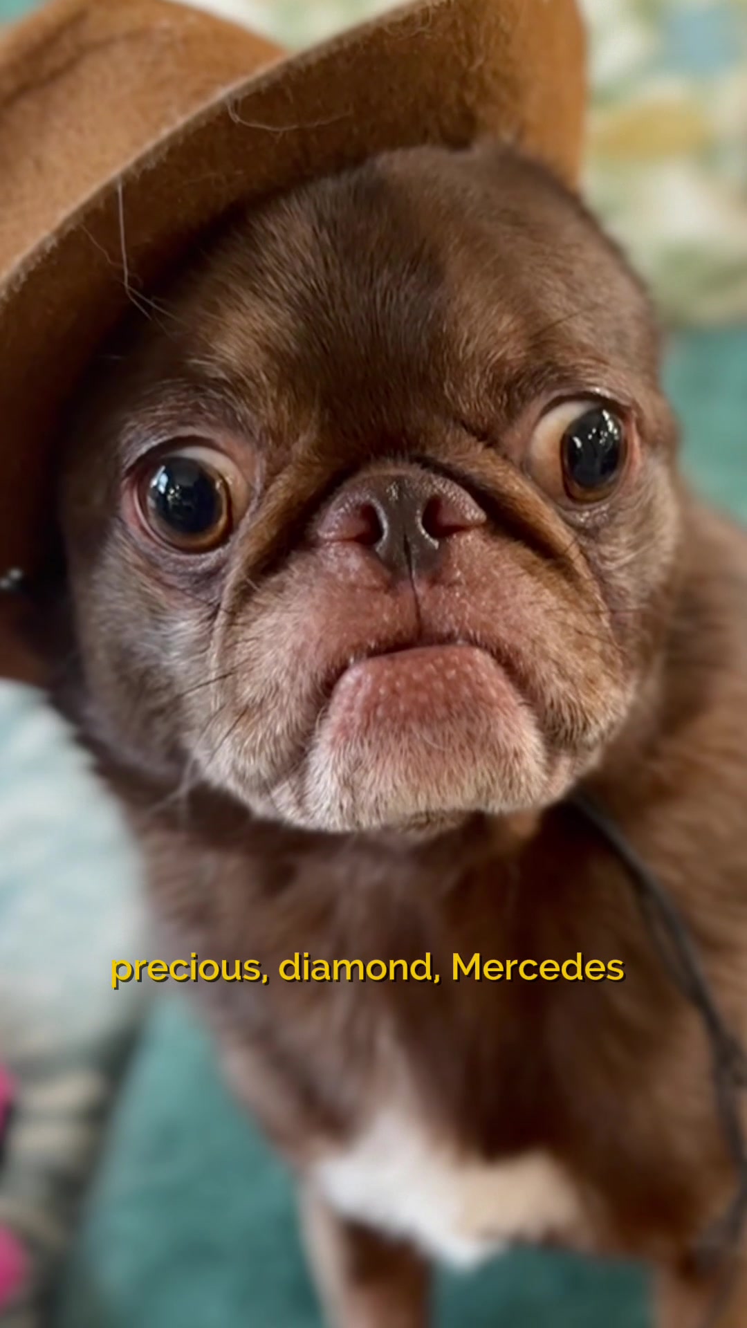 @ChilliThePug