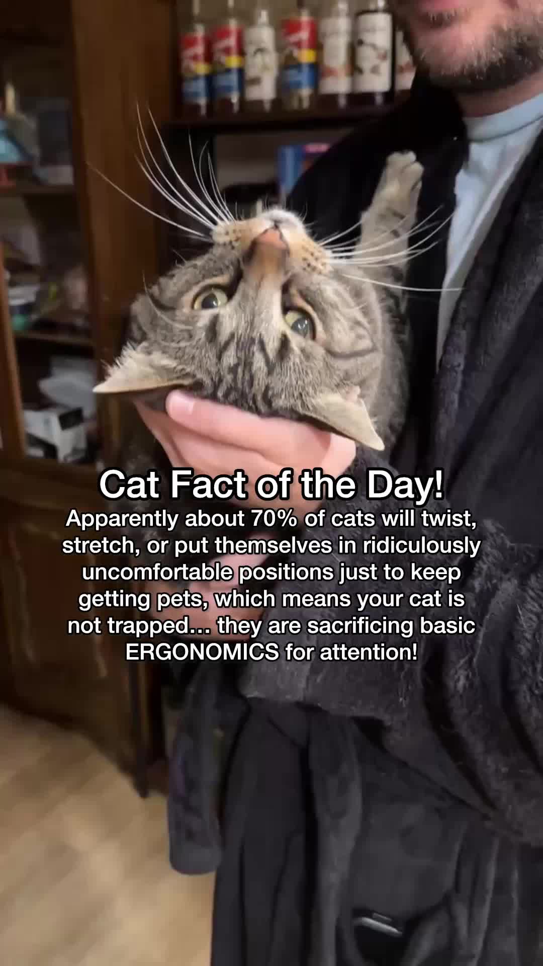 @Chip The Manx