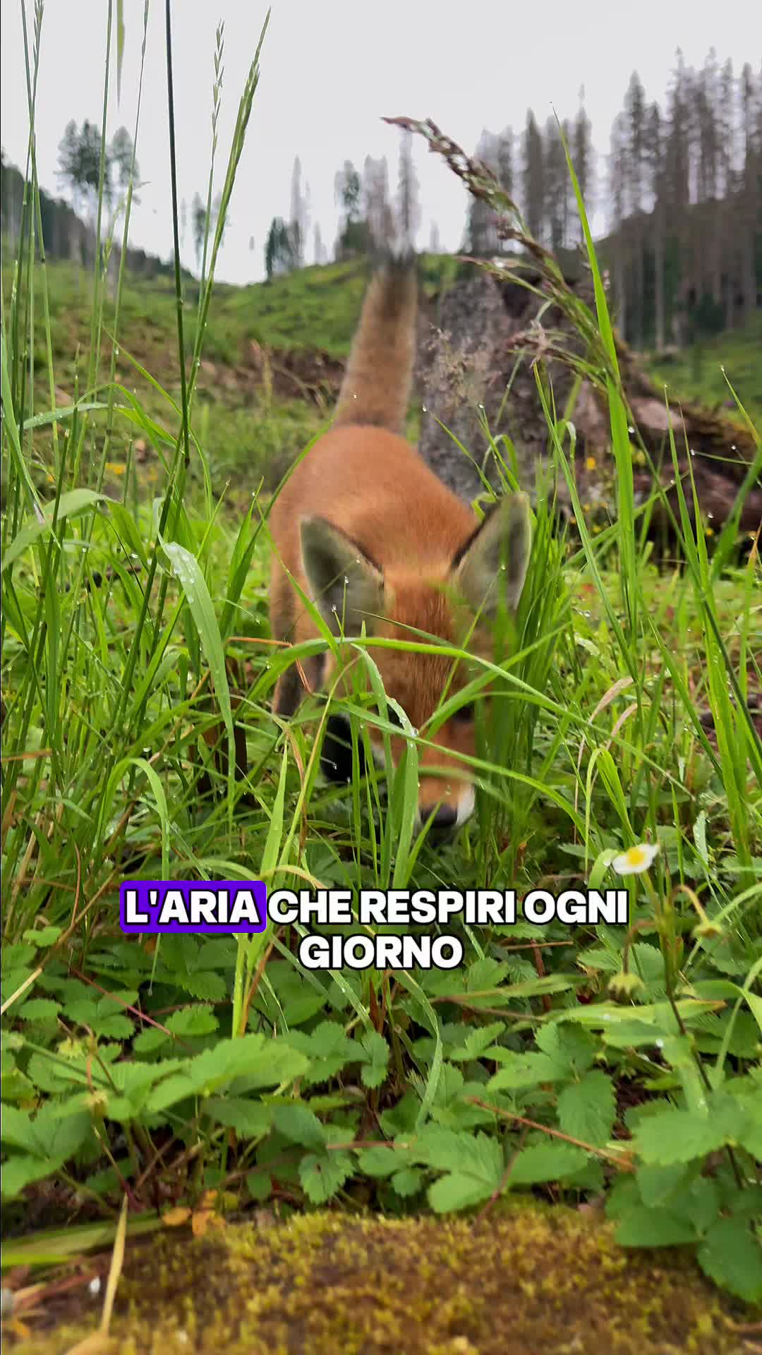 @Montagna Estate