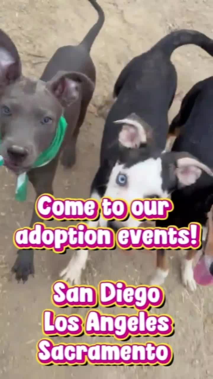 @Amazing Dogs Rescue