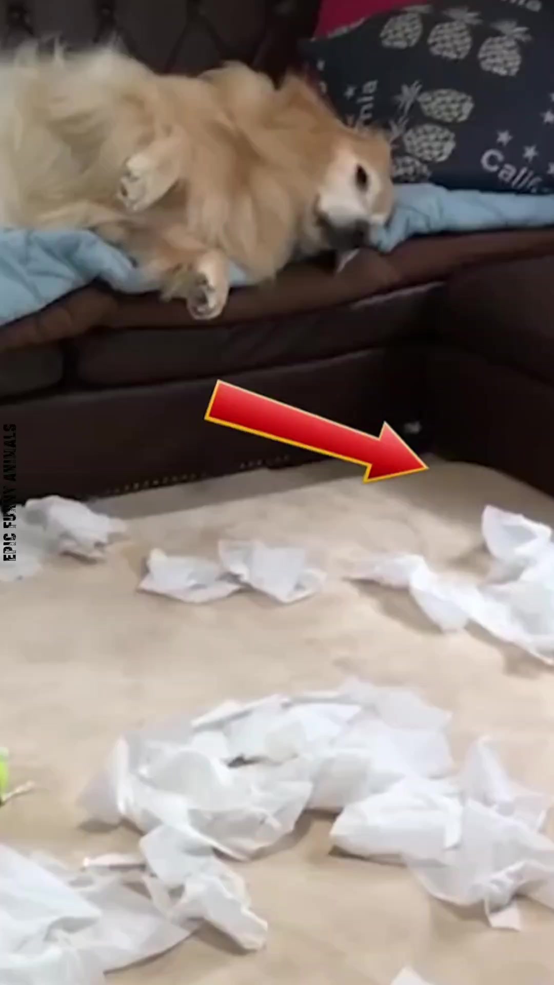 @Epic Funny Animals