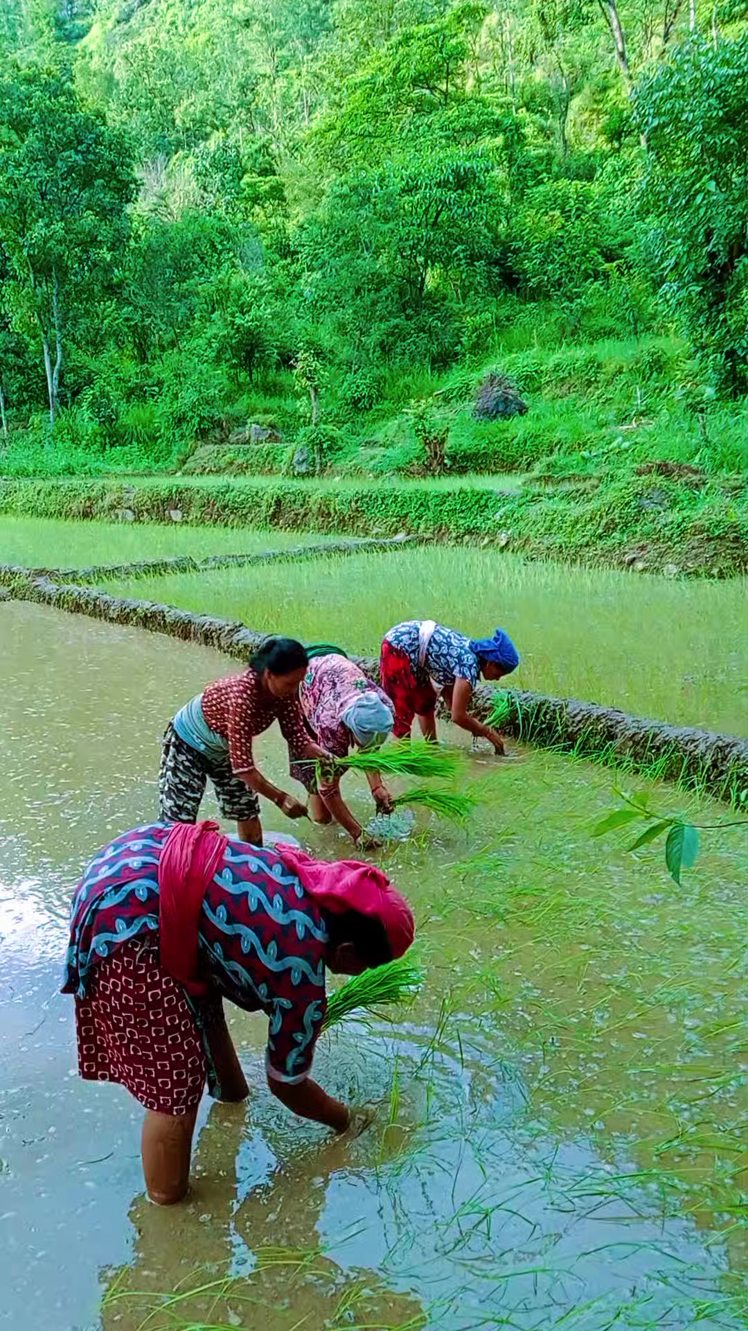 @Krishna Adhikari