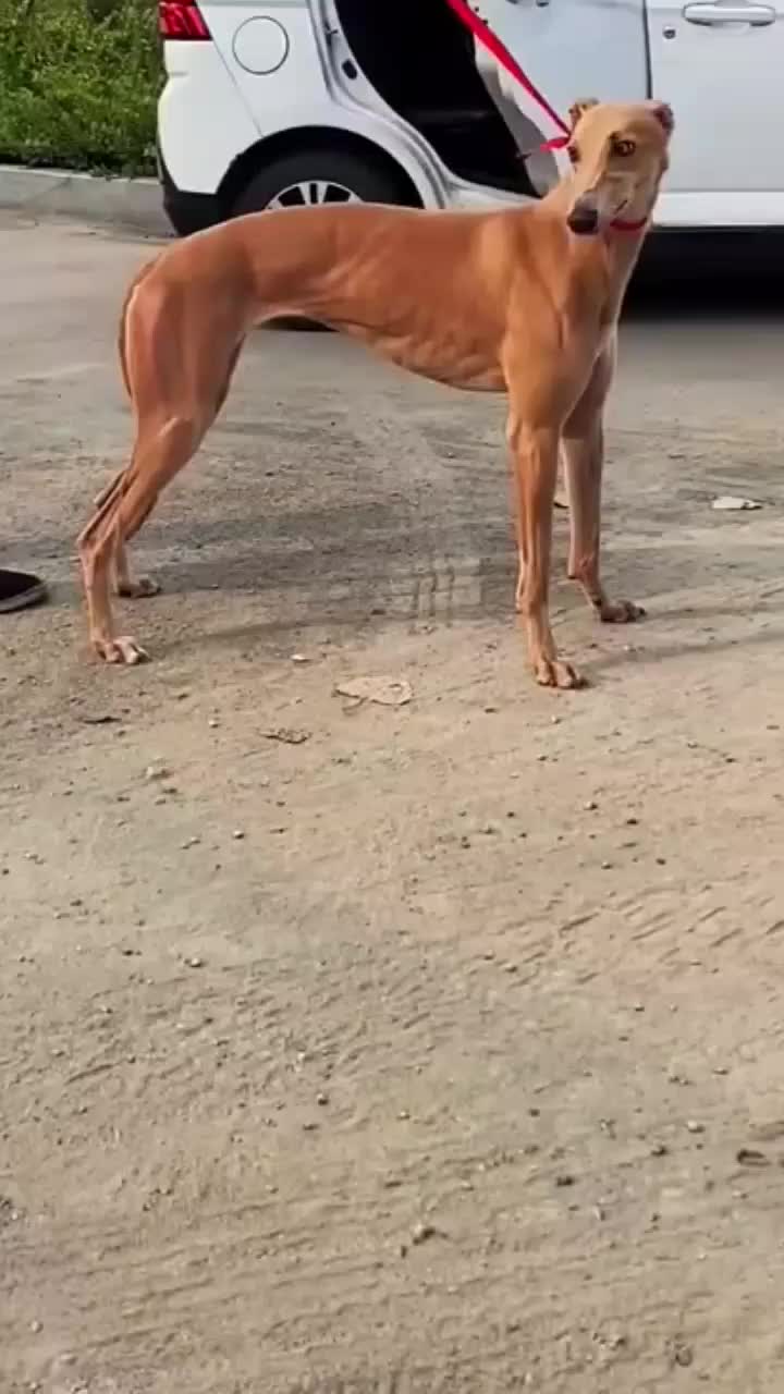 @Gₕₐₗₑₘ_Mₒₙₐcₒ🇪🇸🇪🇸