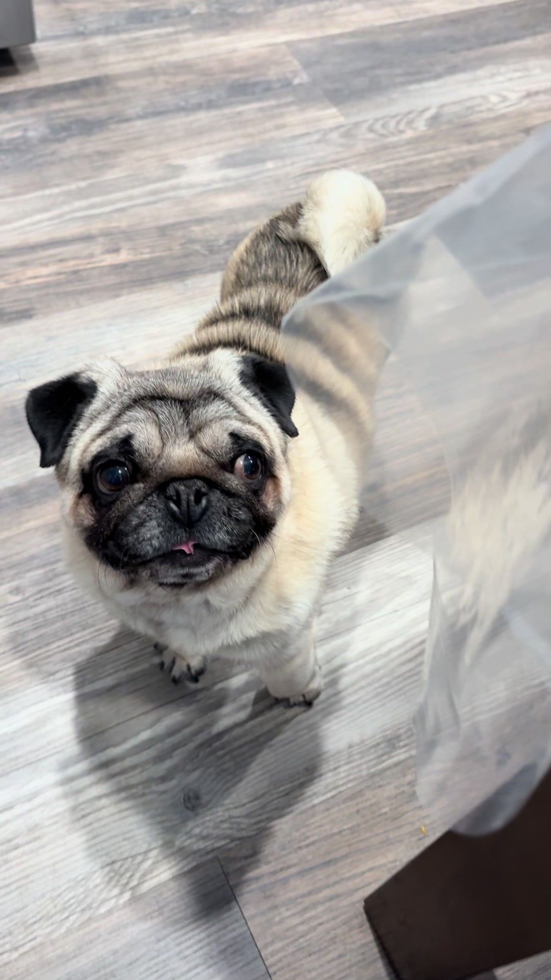 @Rocki the Pug ๐ถ