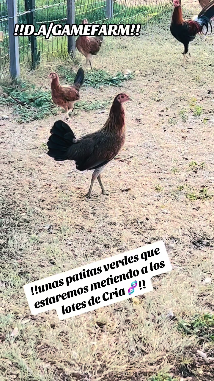 @DAgamefarm