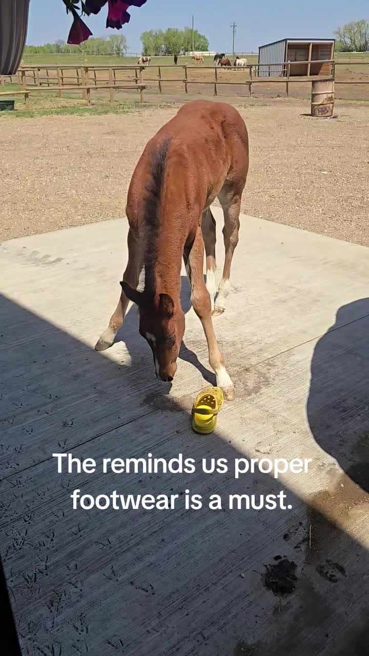 @ShitShowOnTheRoad
