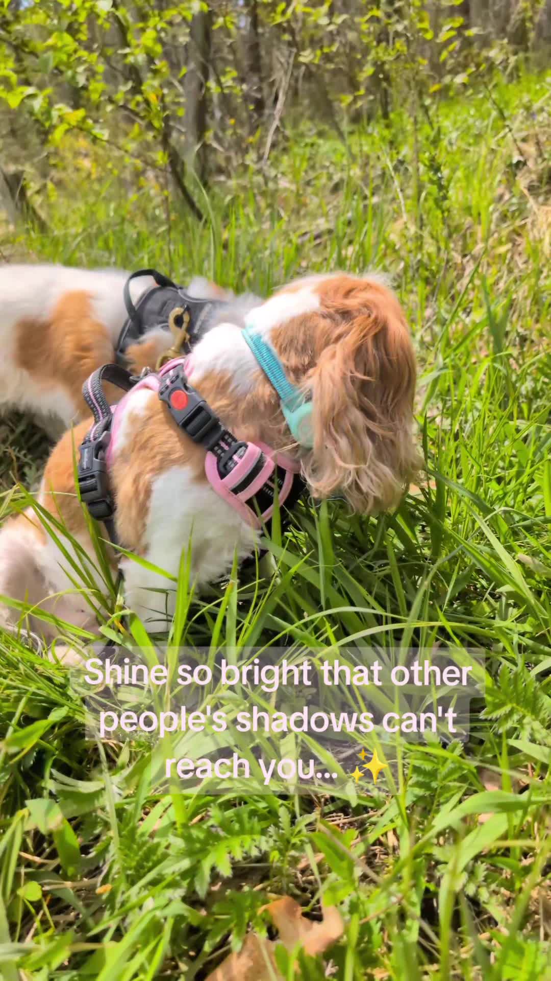 @JessWetsHerPlants🌿😶&zwj;🌫️✨