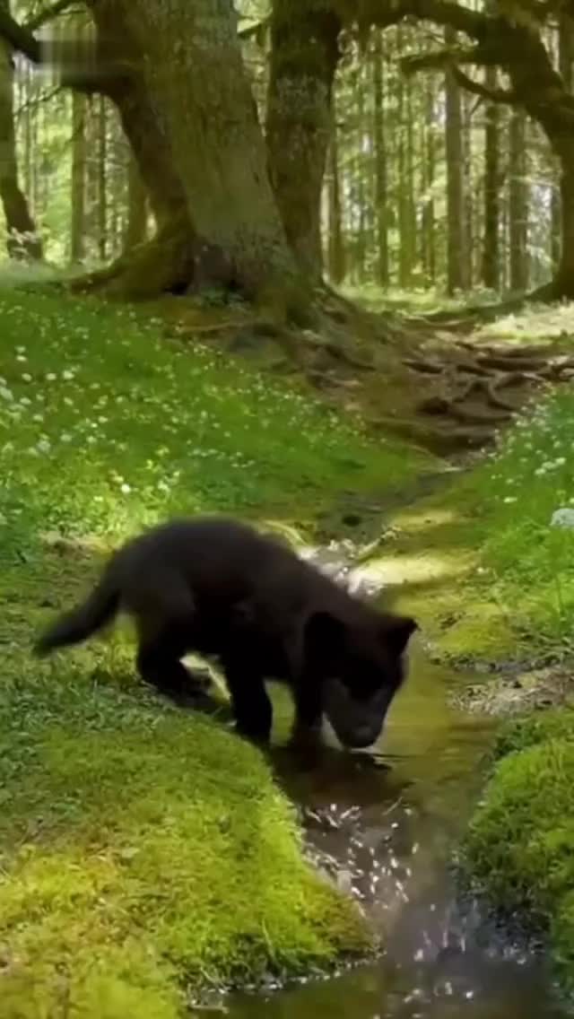 @Timberwolf2.0