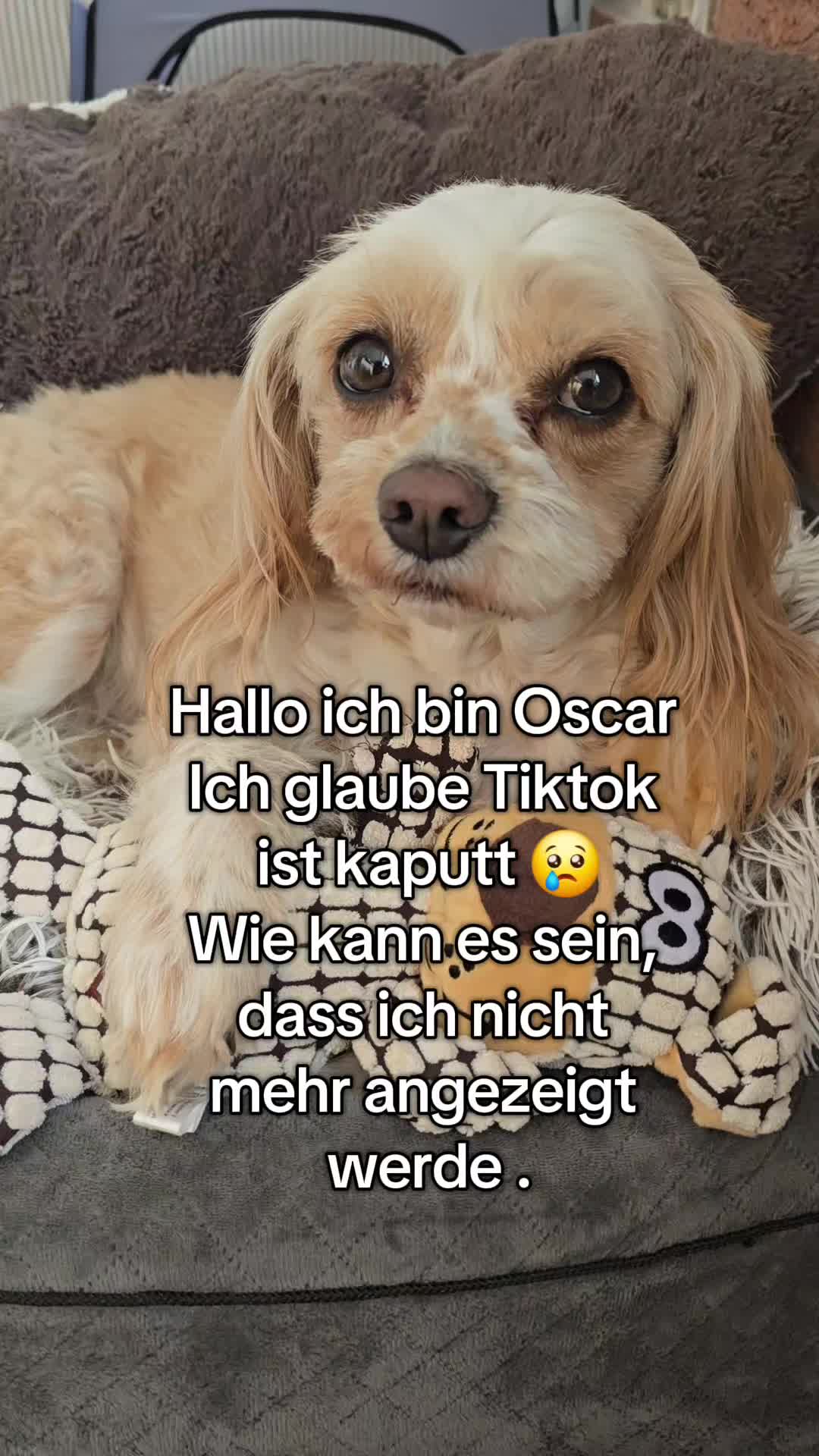 @Jazzy&Oscar's Hundeblog