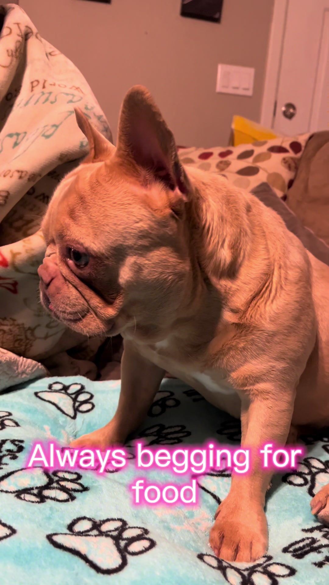 @Peanut the Frenchie 🐾