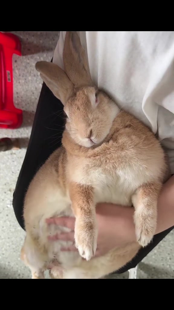 @RabbitNow19