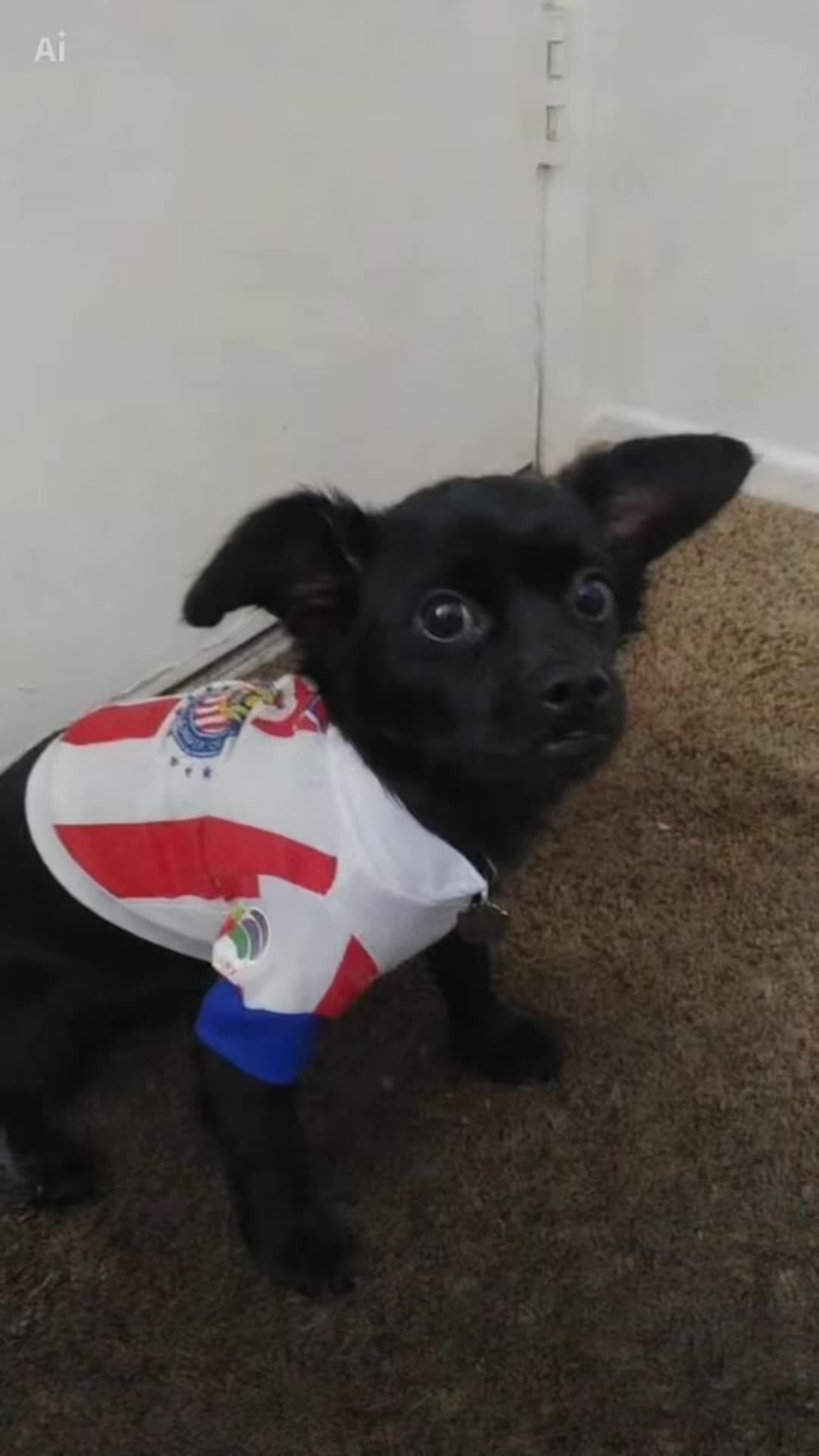 @Elchalo