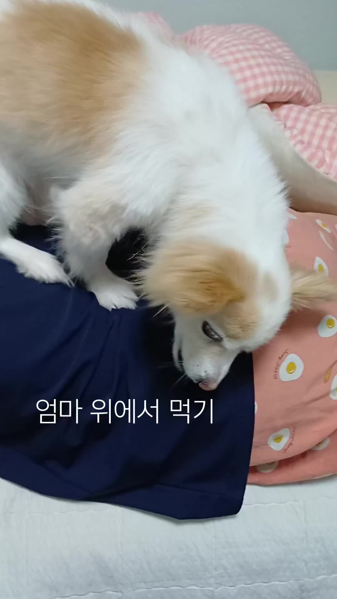 @나의 갓생 사는 동물 스토리