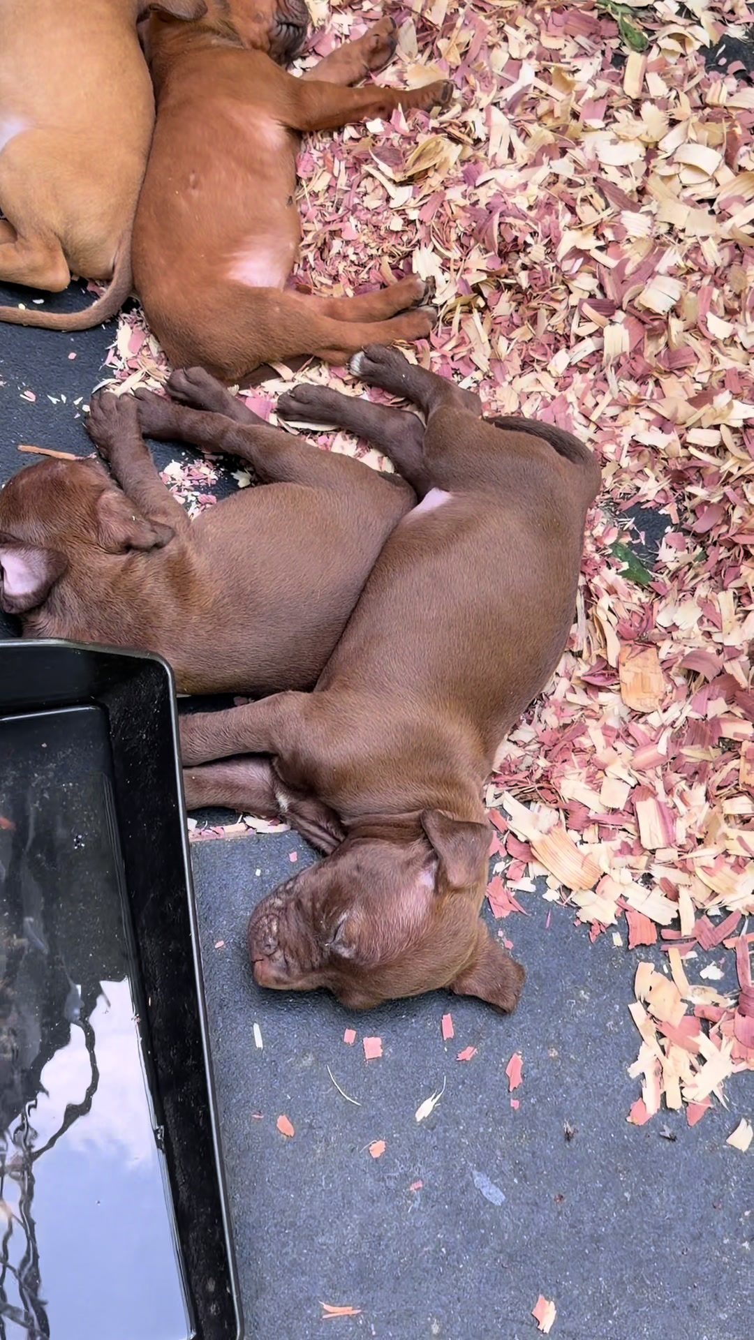 @WorldGoneMadKennels