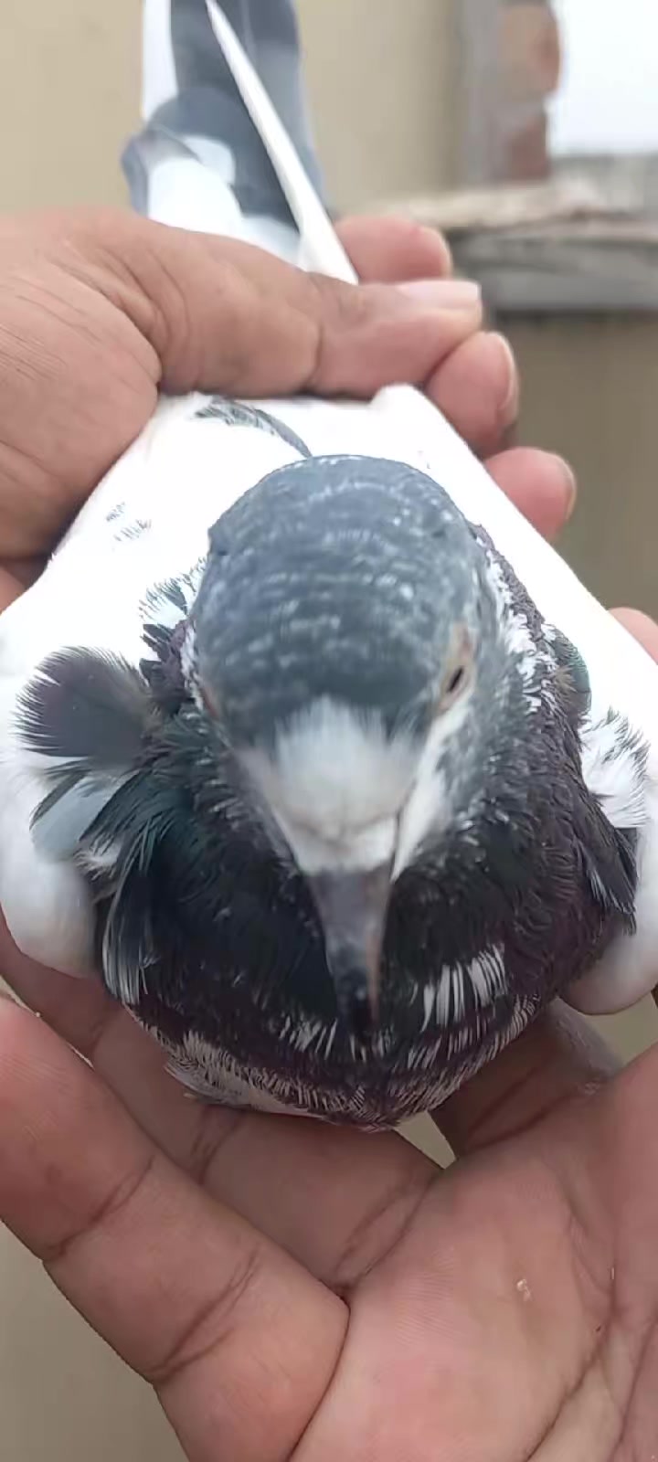 @Ranakasuripigeon