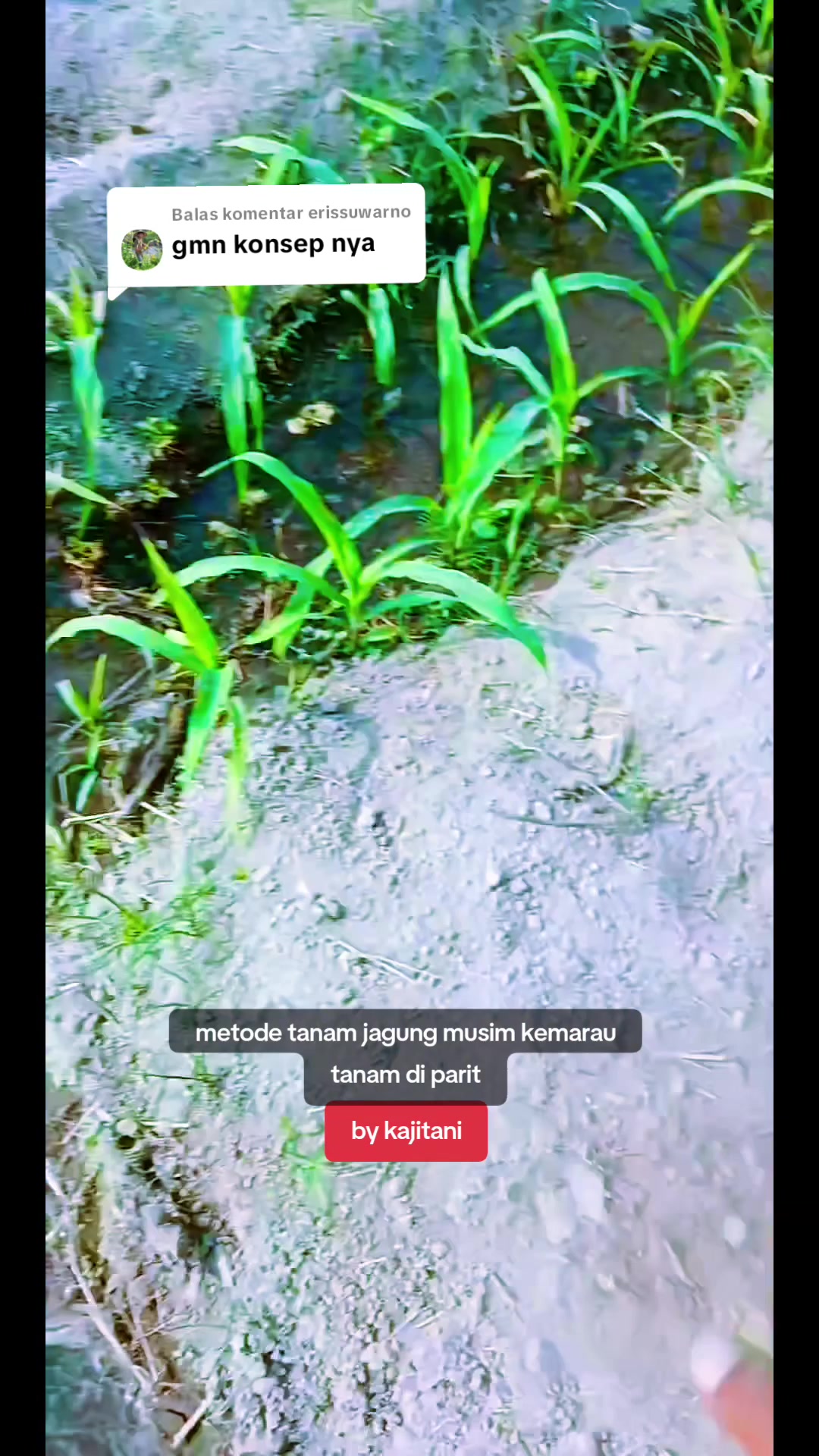 @KAJITANI