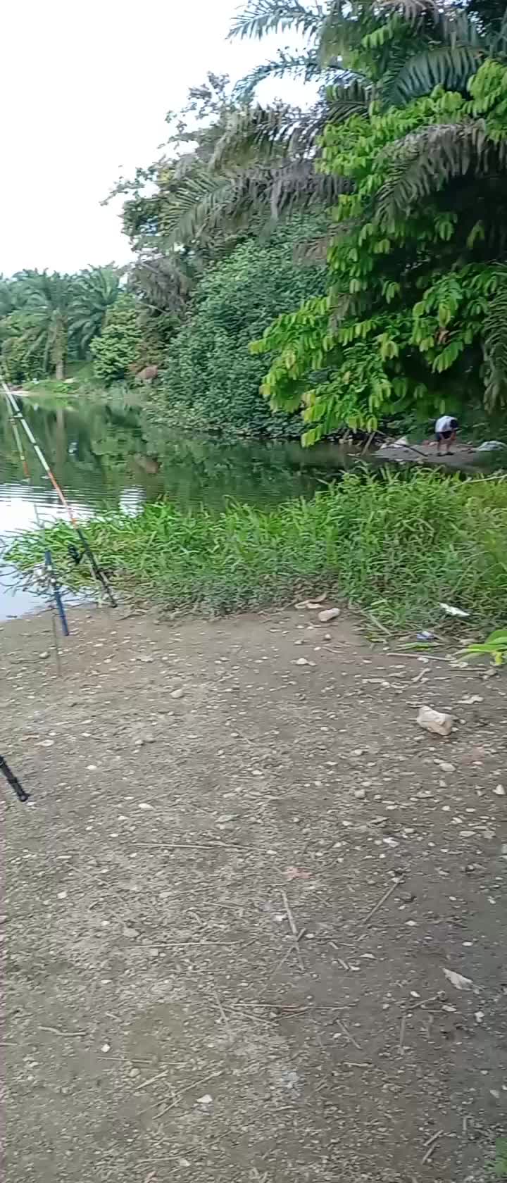 @Toman_Rimba_ll
