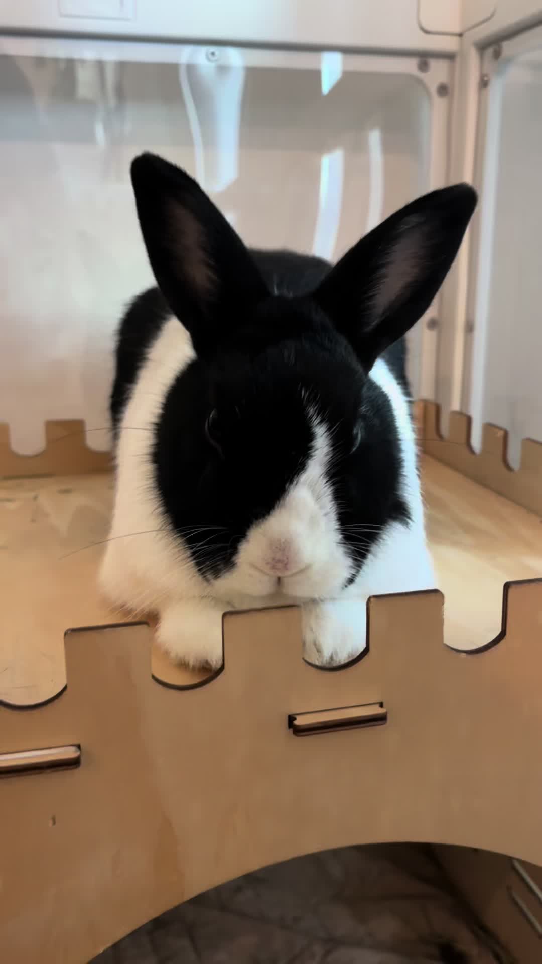 @EllaLouisBillie