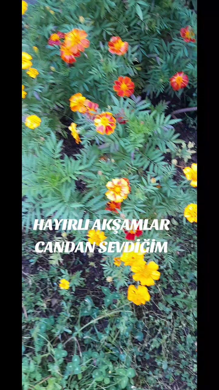 @Hasan Yılmaz