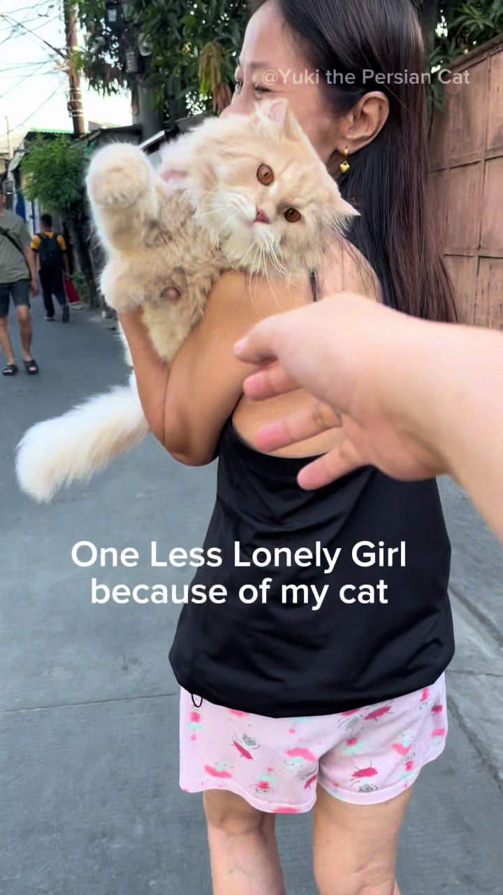 @Yuki the Persian Cat