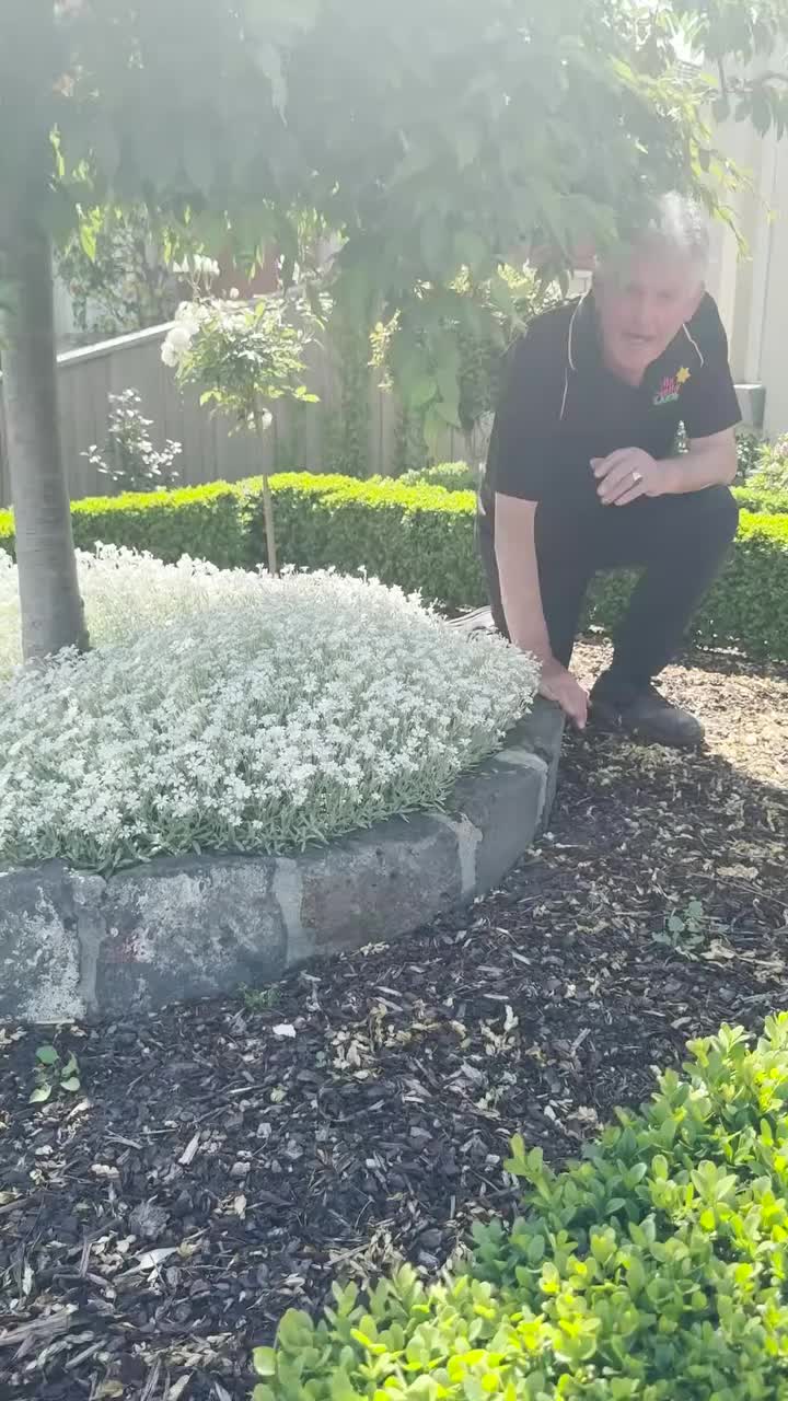 @Hello Hello Plants Nursery