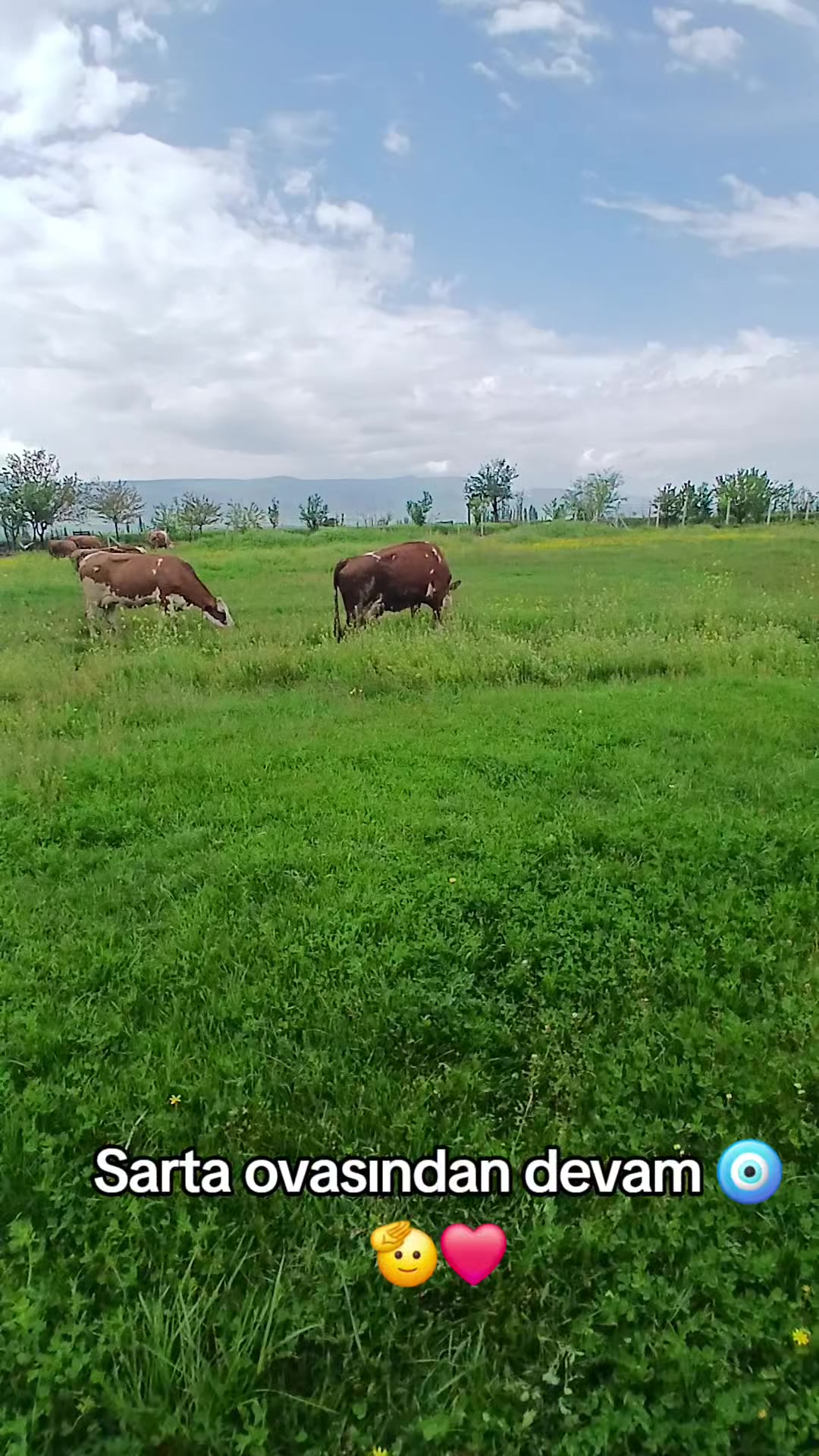 @COŞKUN HAYVANCILIK ÇORUM 19