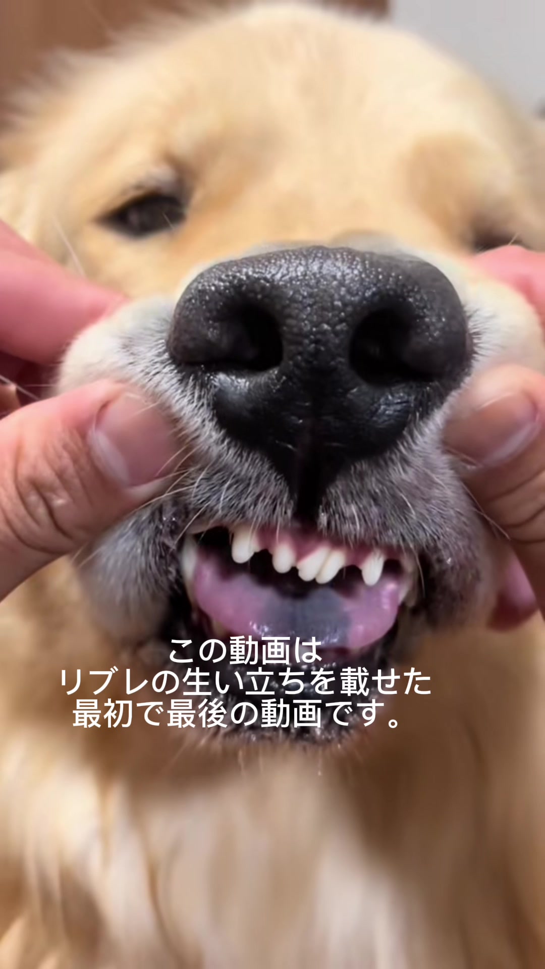 @ムックパパ🔶🐾