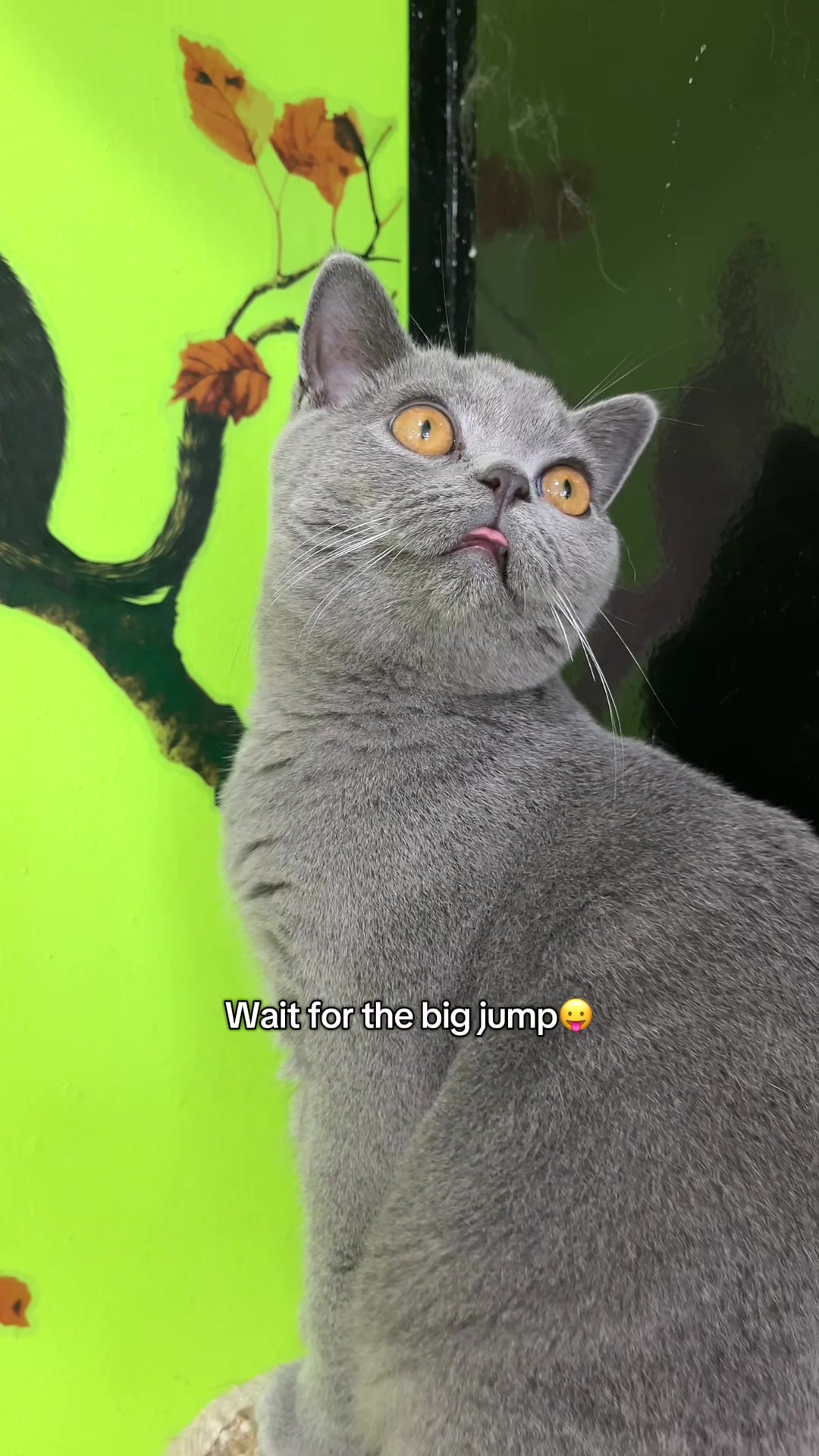 @crazycatcafe
