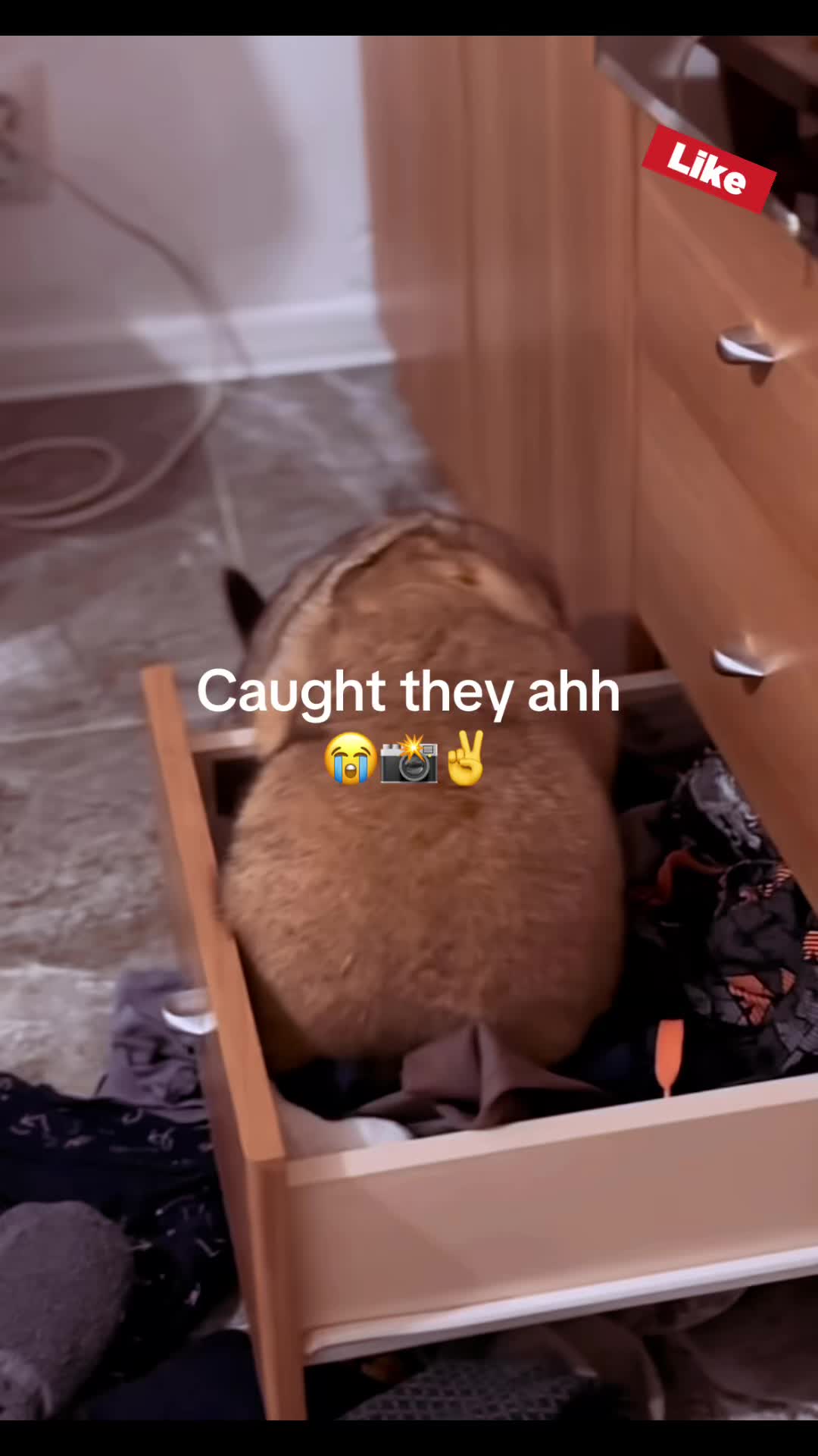 @dailymarmot00