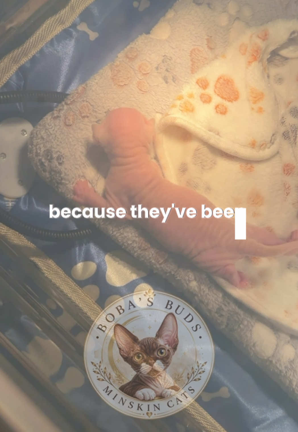 @Boba’s Buds Minskin Cats