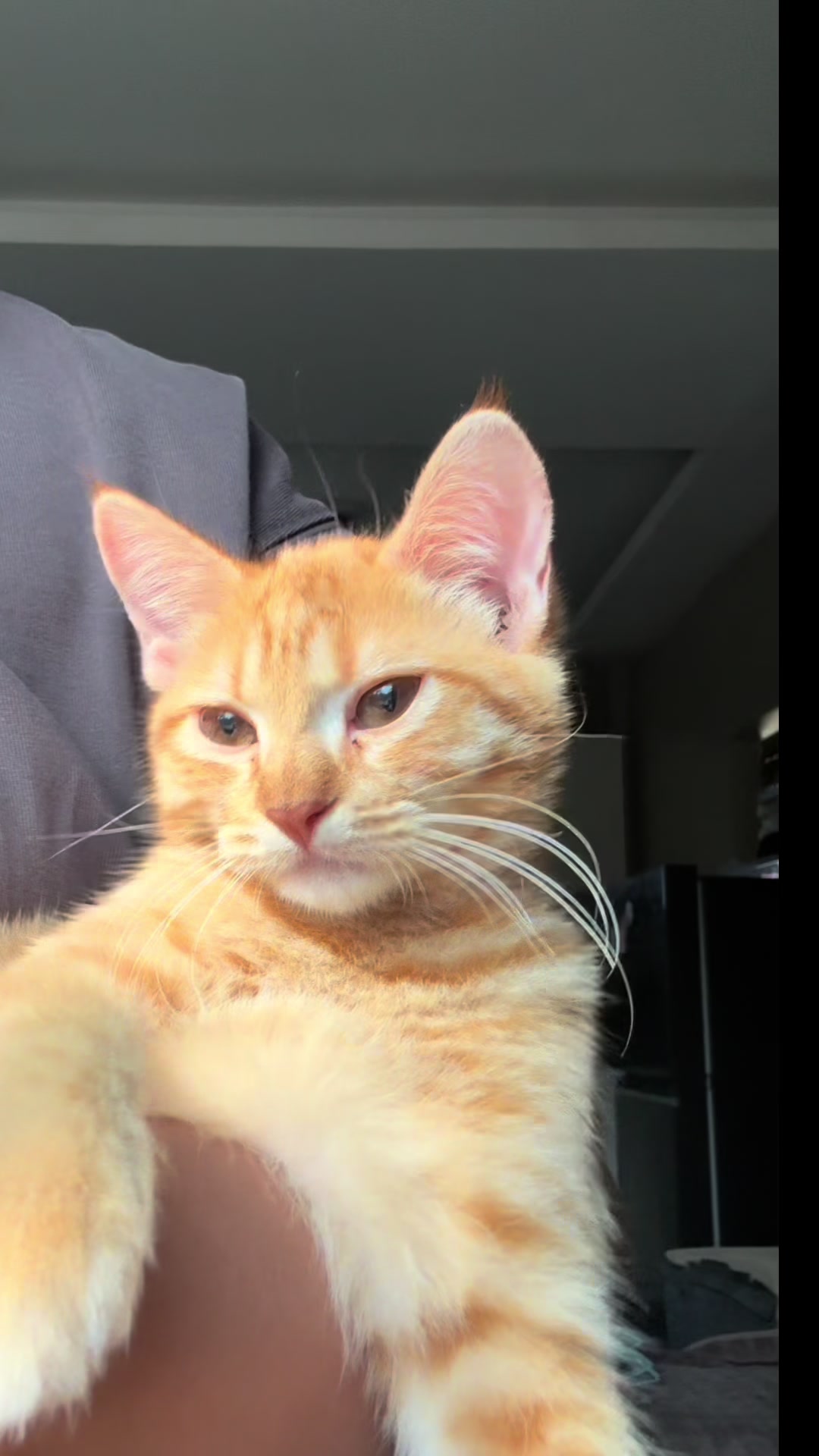 @It’s MEow