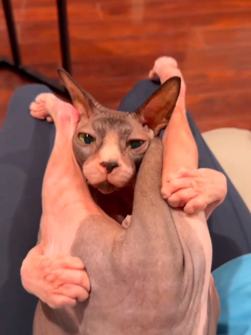 @Random Cat Stuff