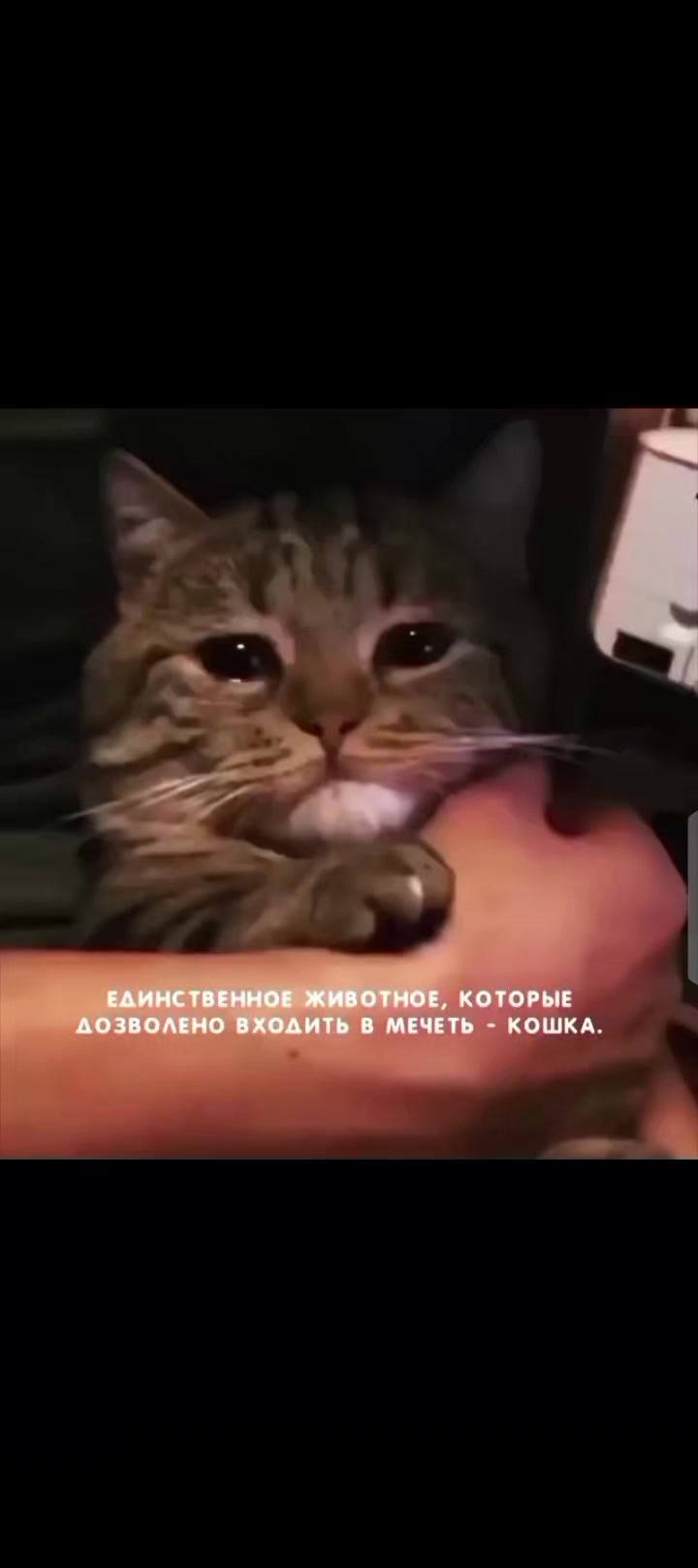 @SALIMOV_500
