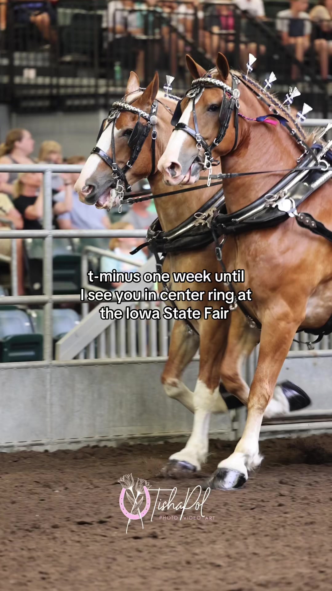 @Tisha 📸🦄 Equestrian&ensp;Photog