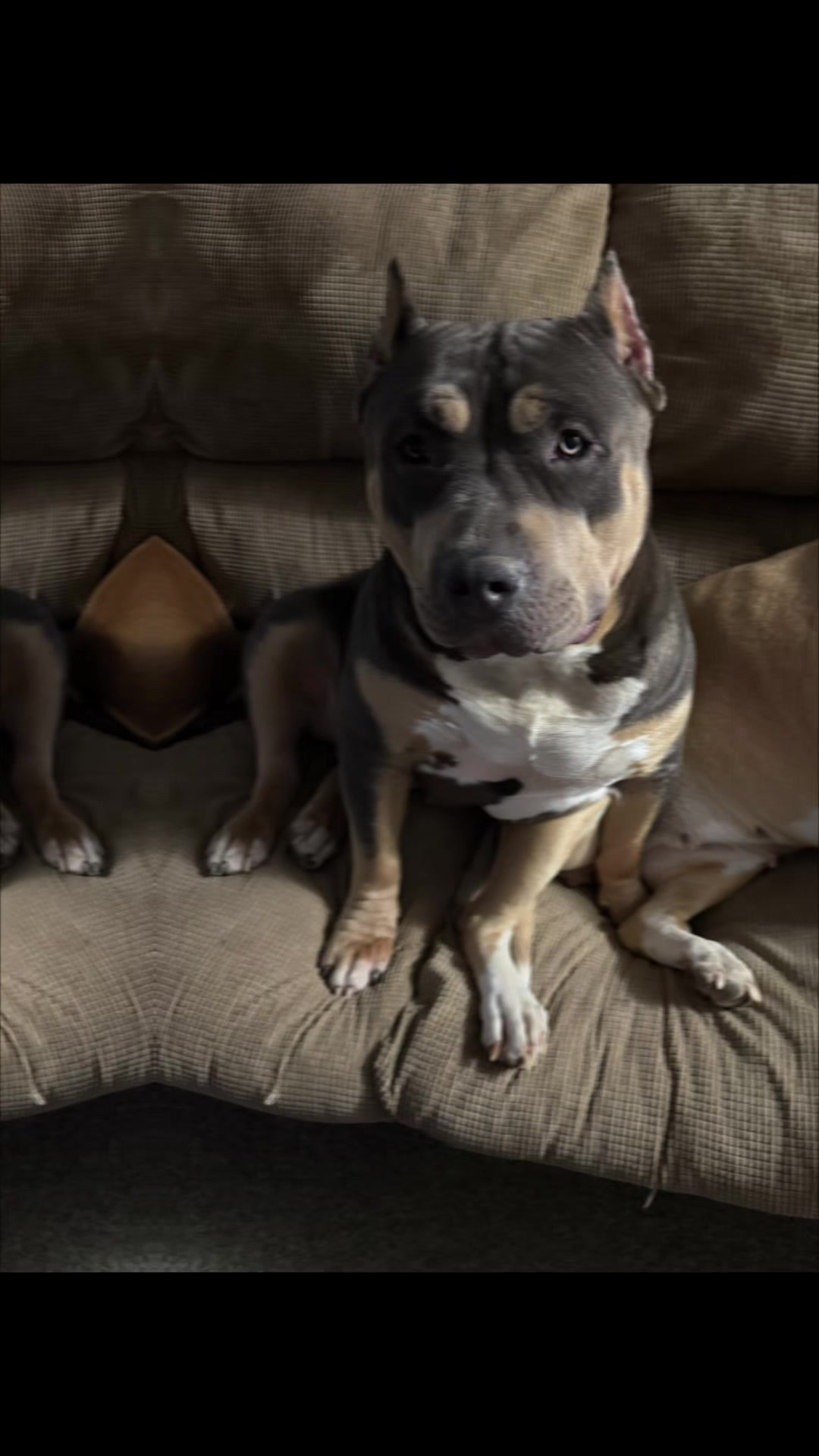 @Katelyn&bull;Rankin&bull;BigRBullies